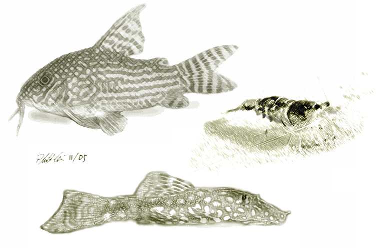 Corydoras sterbai
