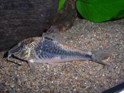 C. semiaquilus M72