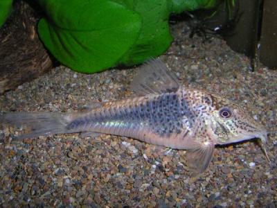C. semiaquilus W81 mit Laichansatz