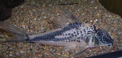 C. coriatae M71