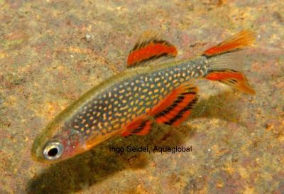 Microrasbora sp. Galaxy Microrasbora sp. Galaxy