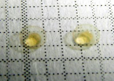 Microrasboras Eier 2 Microrasboras Eier 2