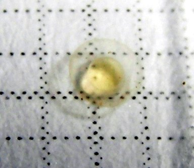 Microrasbora sp. Galaxy Eier 1 Microrasbora sp. Galaxy Eier 1