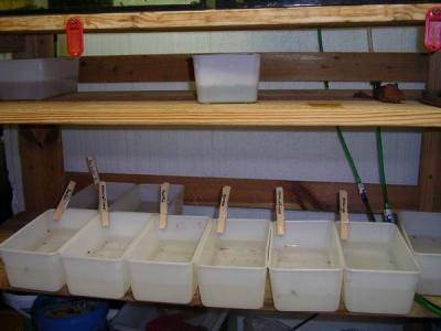 Dippcher Regal Dippcher Regal