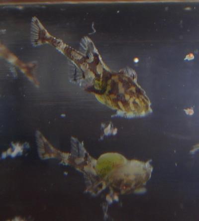 Leliella dotter Leliella dotter