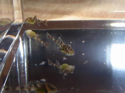 Leliella dotter 1 Leliella dotter 1