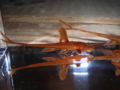 Leliella 5cm rot Leliella 5cm rot